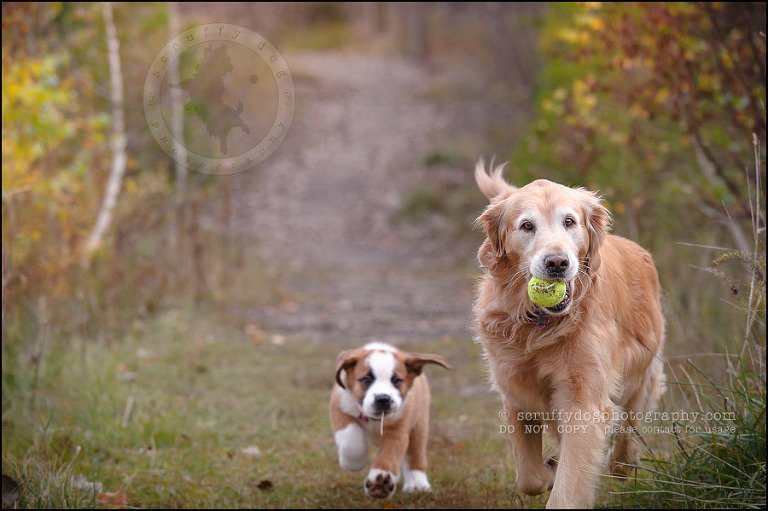 16 Brampton pet photographer puppy chevy dakota kozak-318