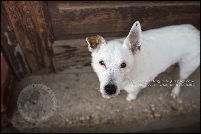 16 Burlington pet photographer jack russell cosmo debenedetti-374