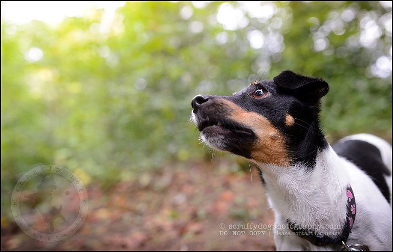 16 London pet photographer golden retriever cadie zoe wester-636
