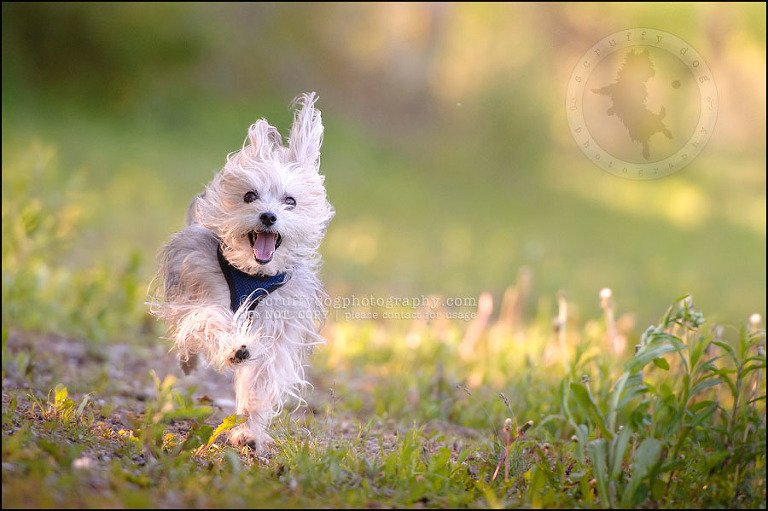 16 Waterloo pet photographer paddington corduroy wellington-414
