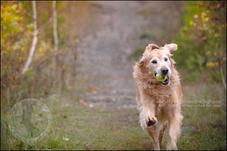 17 Brampton pet photographer puppy chevy dakota kozak-258