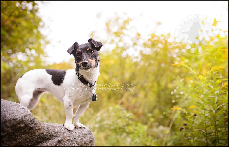 17 London pet photographer golden retriever cadie zoe wester-689
