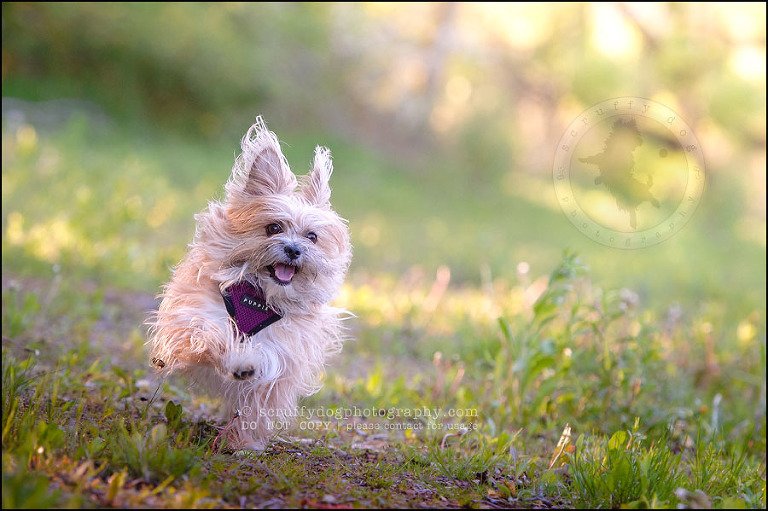17 Waterloo pet photographer paddington corduroy wellington-425