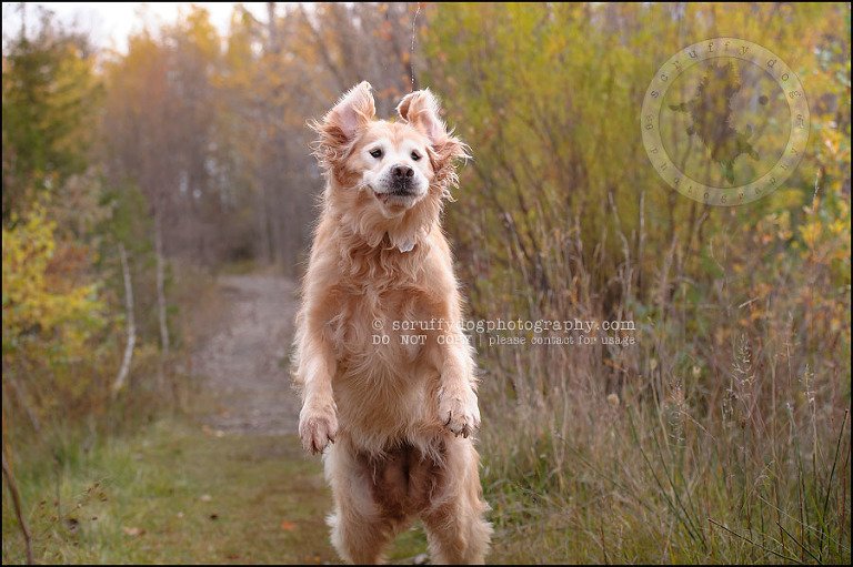 18 Brampton pet photographer puppy chevy dakota kozak-325