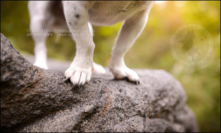 18 London pet photographer golden retriever cadie zoe wester-703