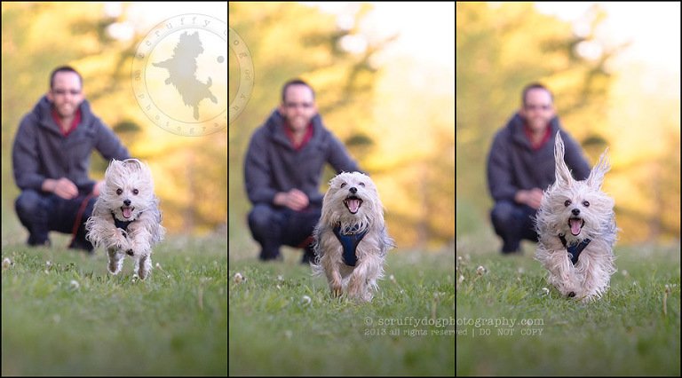 18 Waterloo pet photographer paddington corduroy wellington-544