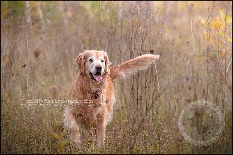 19 Brampton pet photographer puppy chevy dakota kozak-366