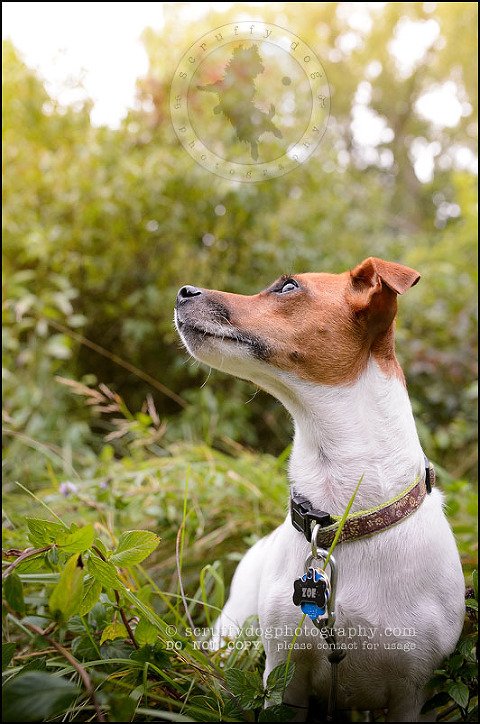 19 London pet photographer golden retriever cadie zoe wester-813