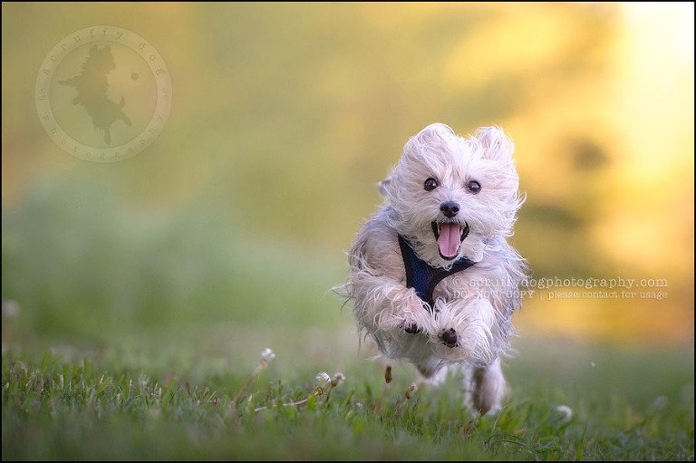 19 Waterloo pet photographer paddington corduroy wellington-558