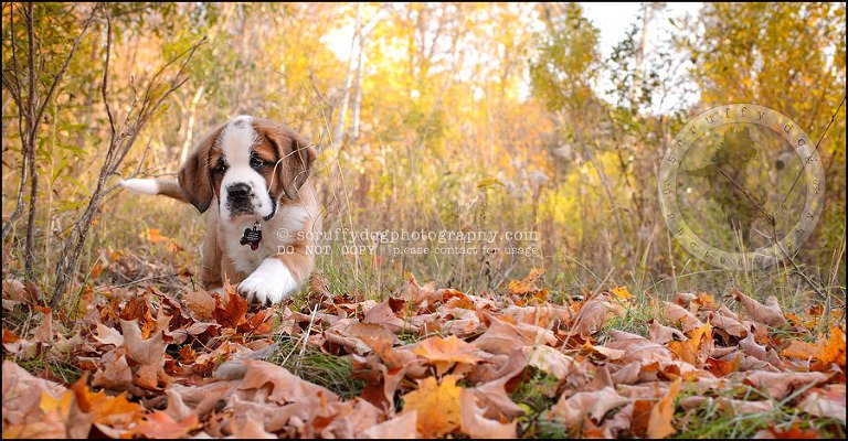 20 Brampton pet photographer puppy chevy dakota kozak-542