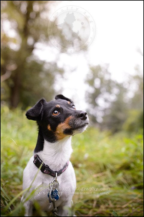 20 London pet photographer golden retriever cadie zoe wester-771