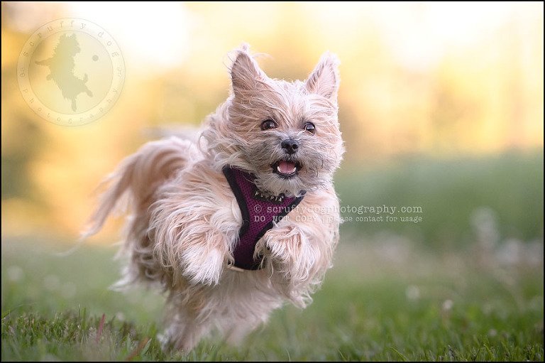 20 Waterloo pet photographer paddington corduroy wellington-592