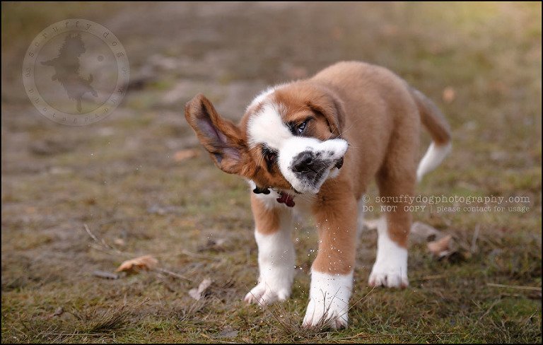 21 Brampton pet photographer puppy chevy dakota kozak-352