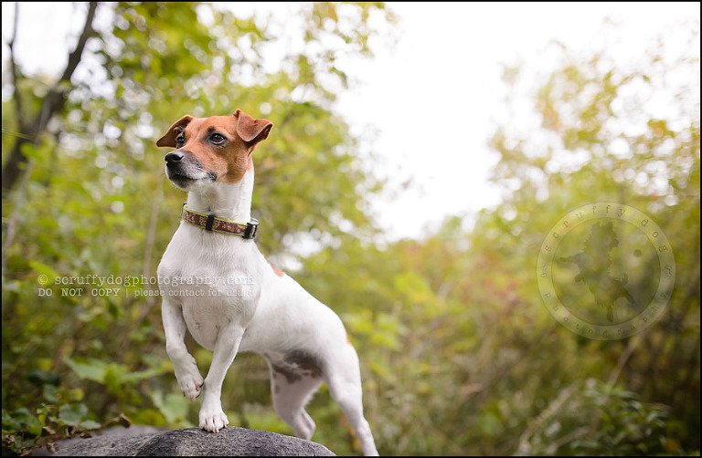 21 London pet photographer golden retriever cadie zoe wester-704