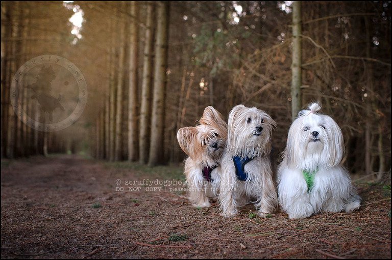 21 Waterloo pet photographer paddington corduroy wellington-610