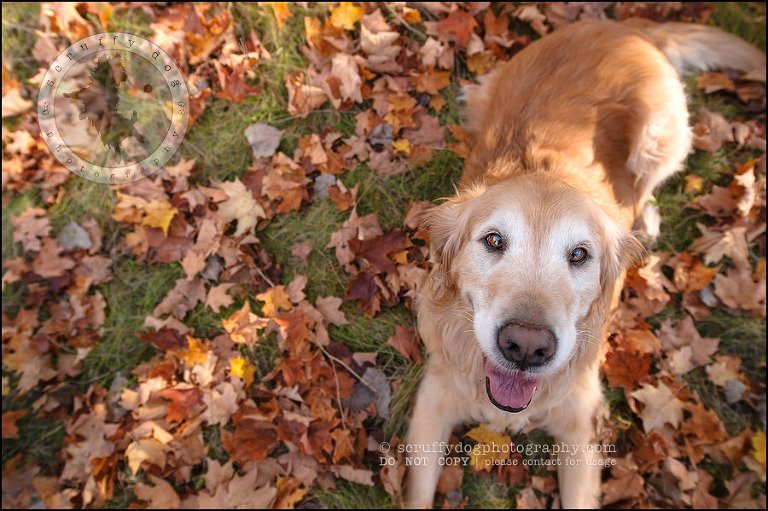 22 Brampton pet photographer puppy chevy dakota kozak-391