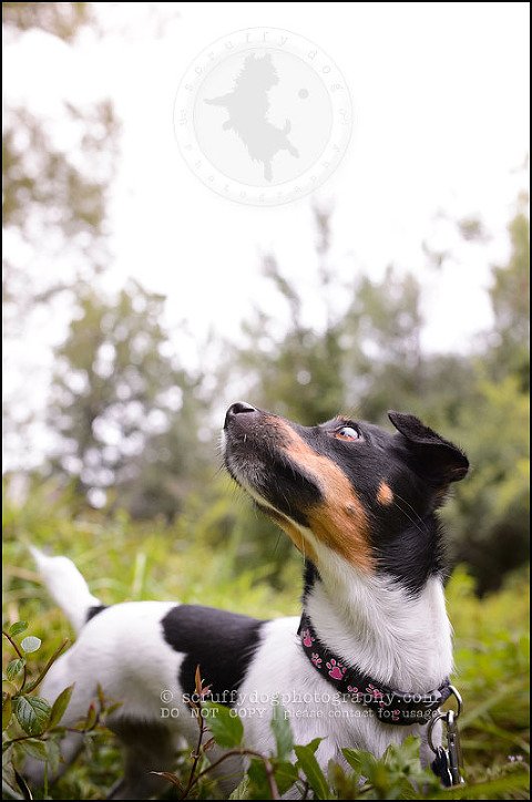 22 London pet photographer golden retriever cadie zoe wester-804