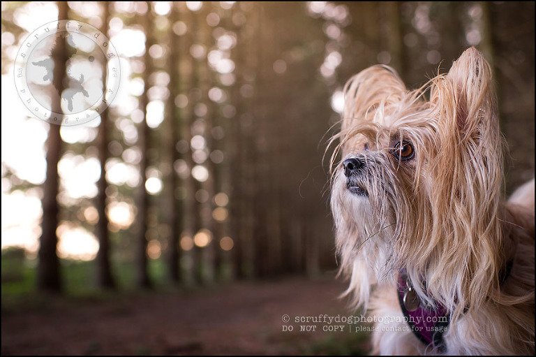 22 Waterloo pet photographer paddington corduroy wellington-670