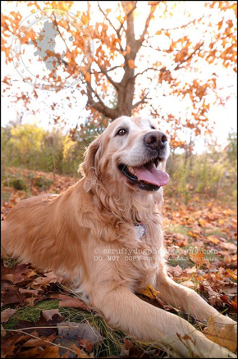 23 Brampton pet photographer puppy chevy dakota kozak-385