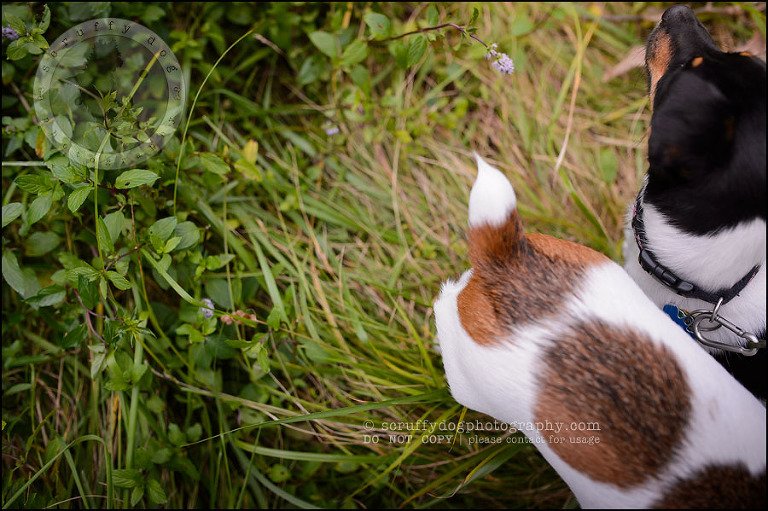 23 London pet photographer golden retriever cadie zoe wester-753