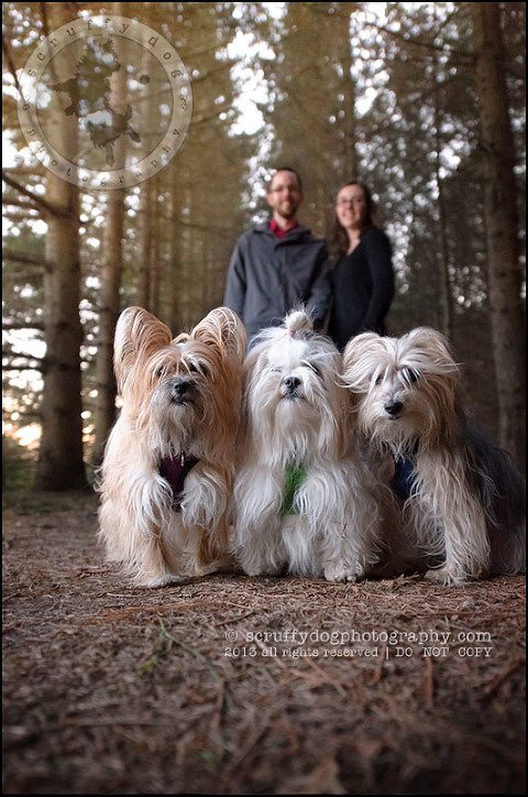 23 Waterloo pet photographer paddington corduroy wellington-731