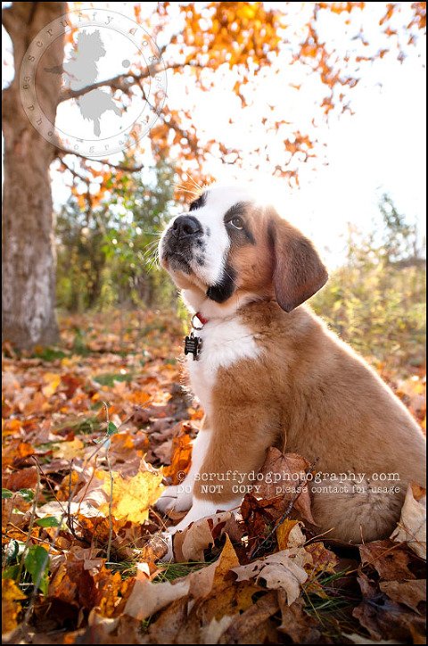 24 Brampton pet photographer puppy chevy dakota kozak-442