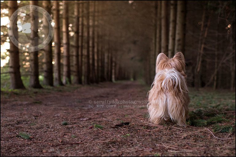 24 Waterloo pet photographer paddington corduroy wellington-678