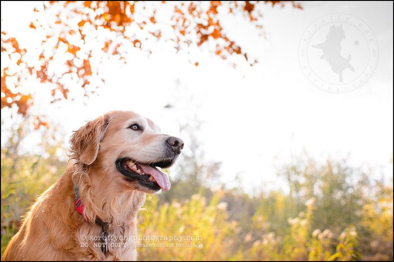 25 Brampton pet photographer puppy chevy dakota kozak-525