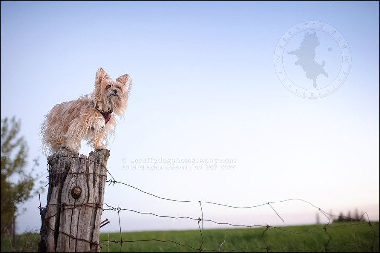 25 Waterloo pet photographer paddington corduroy wellington-756-Edit