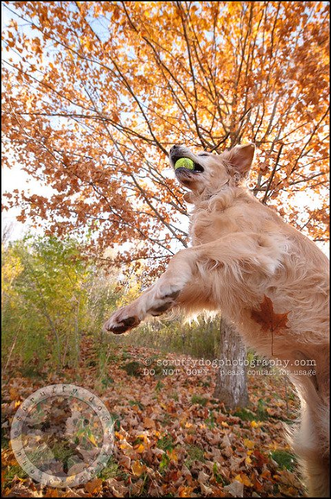 26 Brampton pet photographer puppy chevy dakota kozak-425