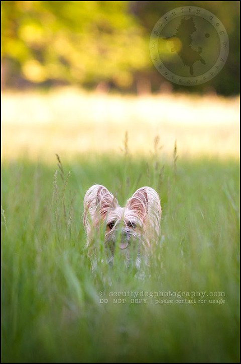 26 Waterloo pet photographer paddington corduroy wellington-776