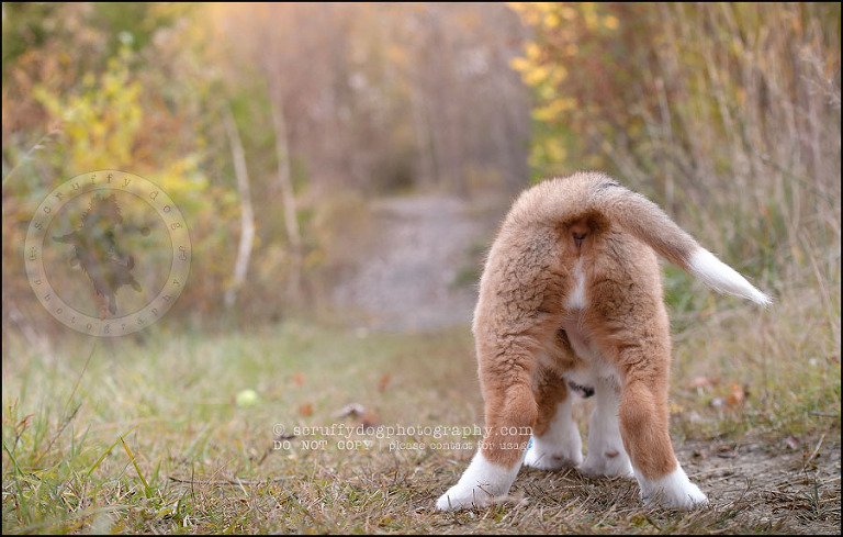 27 Brampton pet photographer puppy chevy dakota kozak-62
