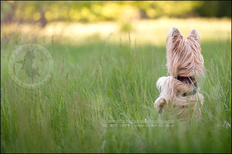 27 Waterloo pet photographer paddington corduroy wellington-792
