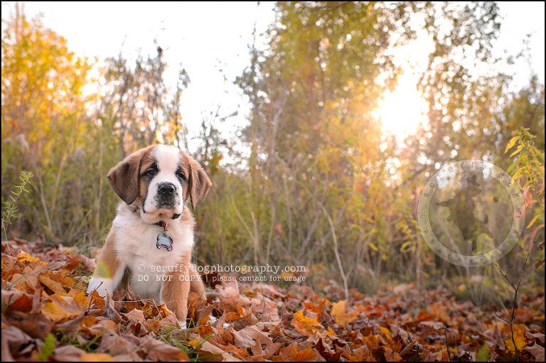 28 Brampton pet photographer puppy chevy dakota kozak-558