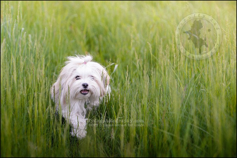 28 Waterloo pet photographer paddington corduroy wellington-815