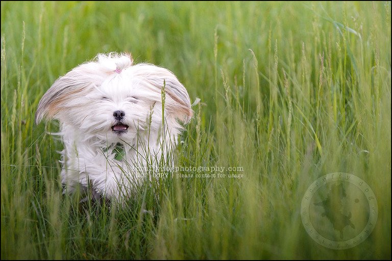 29 Waterloo pet photographer paddington corduroy wellington-818