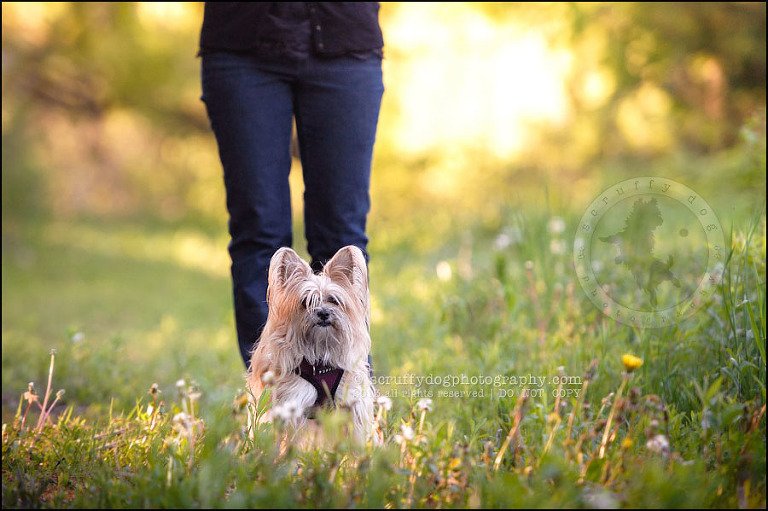 30 Waterloo pet photographer paddington corduroy wellington-875