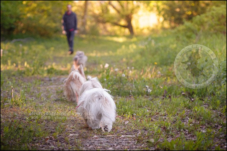 31 Waterloo pet photographer paddington corduroy wellington-853