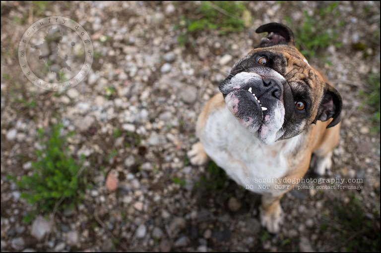 001kitchener-waterloo-ontario-pet-photographer-bulldog-sampson wanklin-139