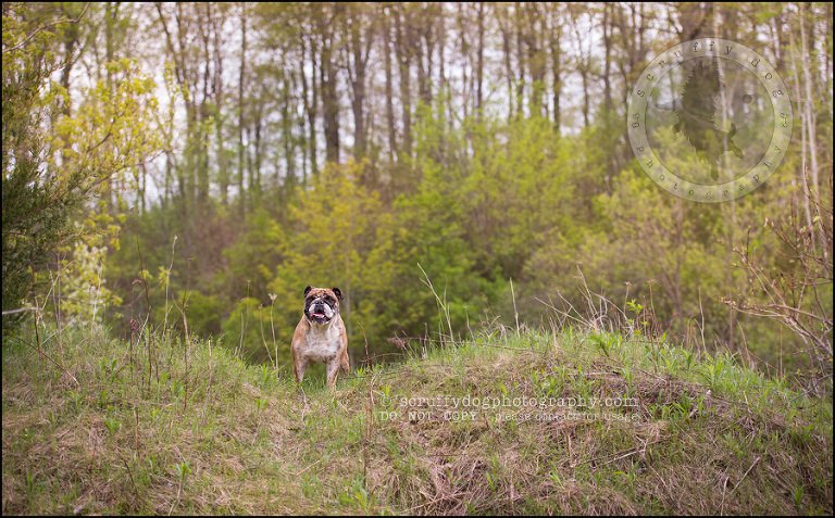 002kitchener-waterloo-ontario-pet-photographer-bulldog-sampson wanklin-105