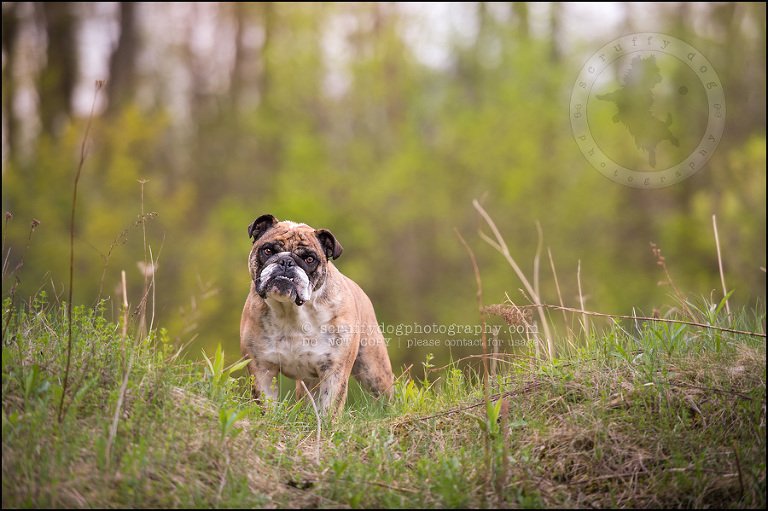 003kitchener-waterloo-ontario-pet-photographer-bulldog-sampson wanklin-125