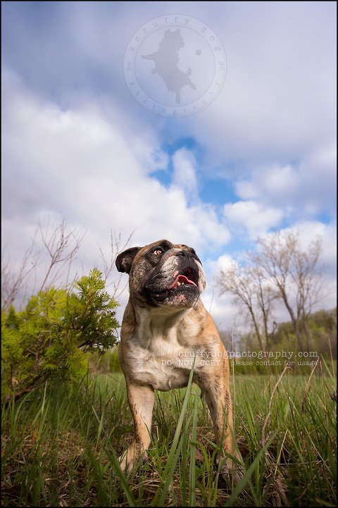 004kitchener-waterloo-ontario-pet-photographer-bulldog-sampson wanklin-298