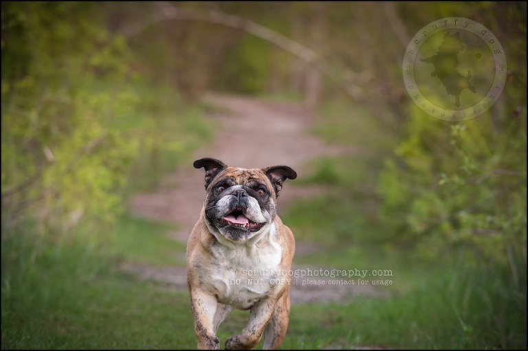 005kitchener-waterloo-ontario-pet-photographer-bulldog-sampson wanklin-255