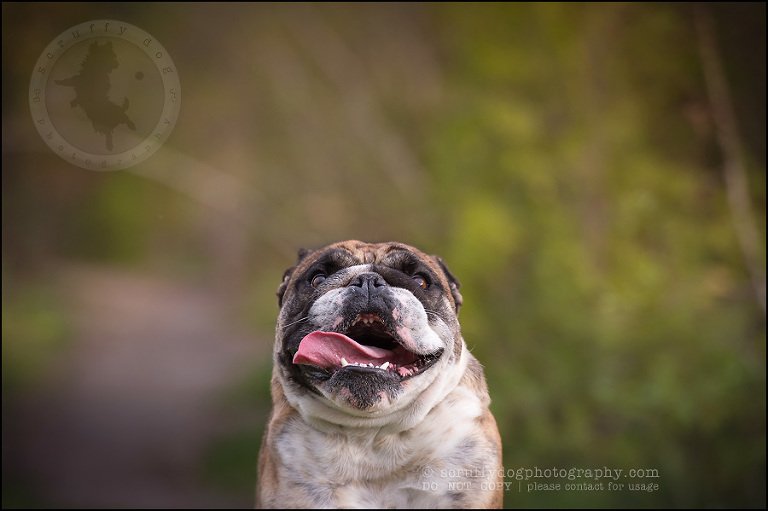 006kitchener-waterloo-ontario-pet-photographer-bulldog-sampson wanklin-269