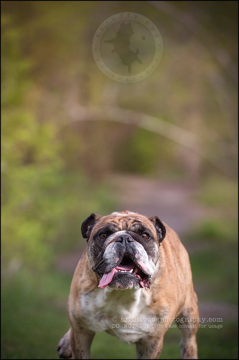 007kitchener-waterloo-ontario-pet-photographer-bulldog-sampson wanklin-286
