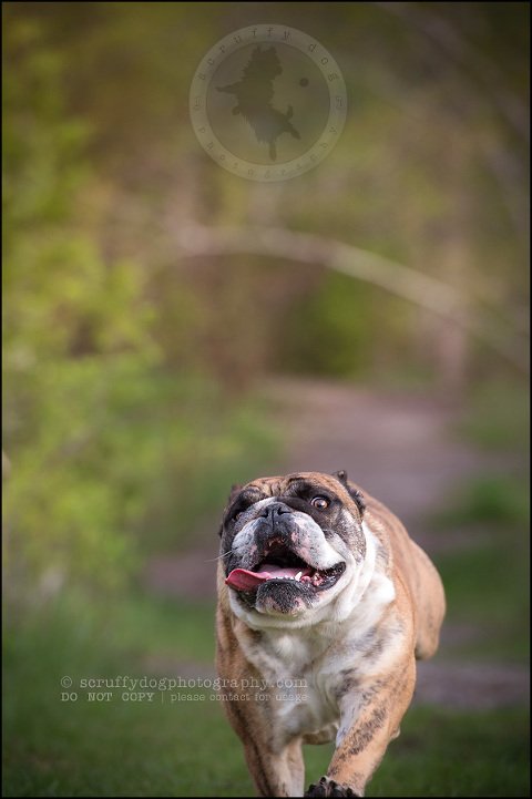 008kitchener-waterloo-ontario-pet-photographer-bulldog-sampson wanklin-285