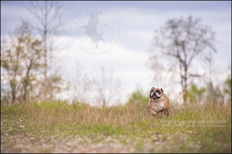 009kitchener-waterloo-ontario-pet-photographer-bulldog-sampson wanklin-51