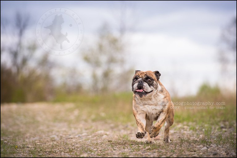 010kitchener-waterloo-ontario-pet-photographer-bulldog-sampson wanklin-62