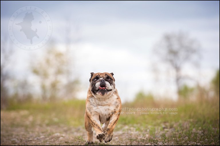 011kitchener-waterloo-ontario-pet-photographer-bulldog-sampson wanklin-38