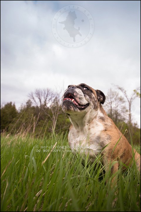 012kitchener-waterloo-ontario-pet-photographer-bulldog-sampson wanklin-151